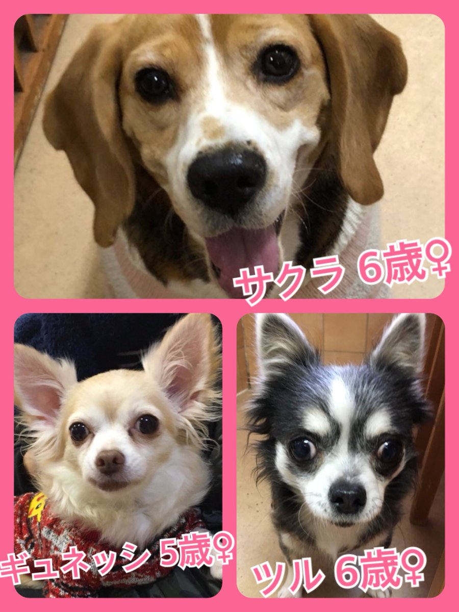 🐾今日の里親様募集中ワンコ🐶メンバーです🐾2019,12,9